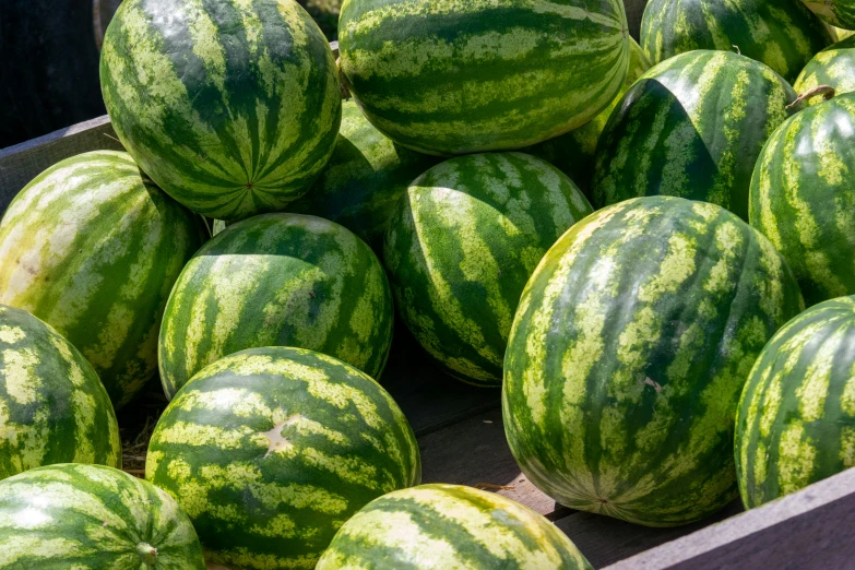 a bunch of watermelons in a bin ready to be picked