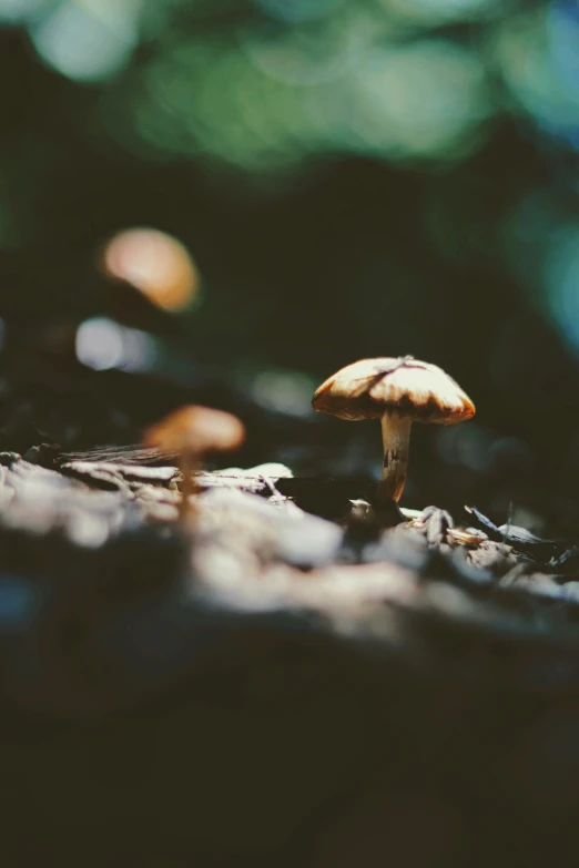 a small mushroom is growing on the forest floor