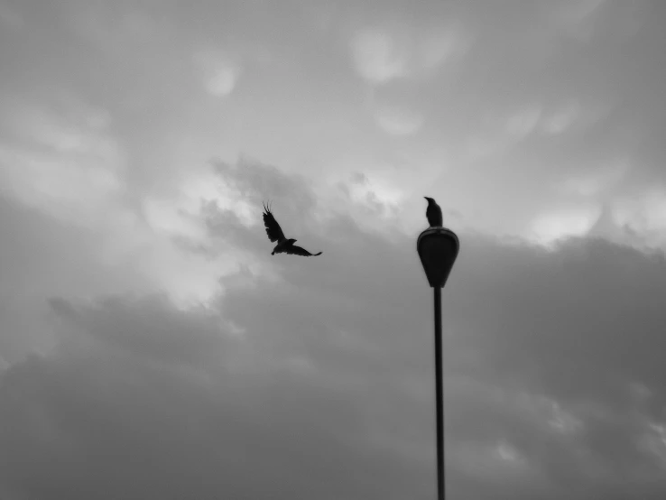 two birds flying above a street lamp under some clouds