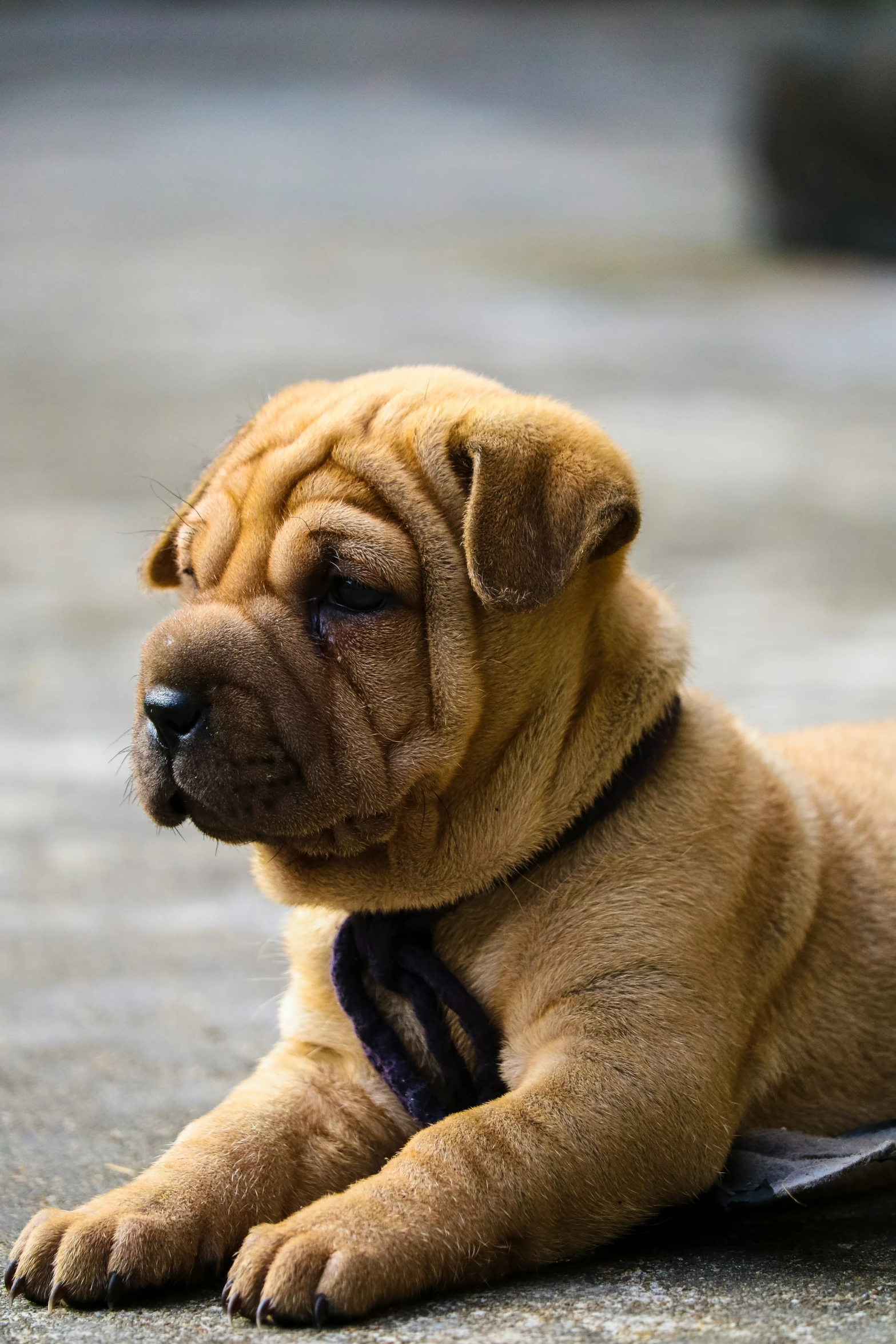 a brown dog laying on the ground and looking up