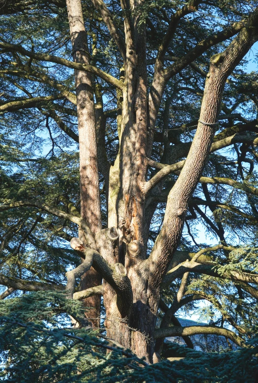 a tall tree with some green leaves on it