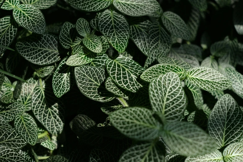 some green and white leaves together on a plant