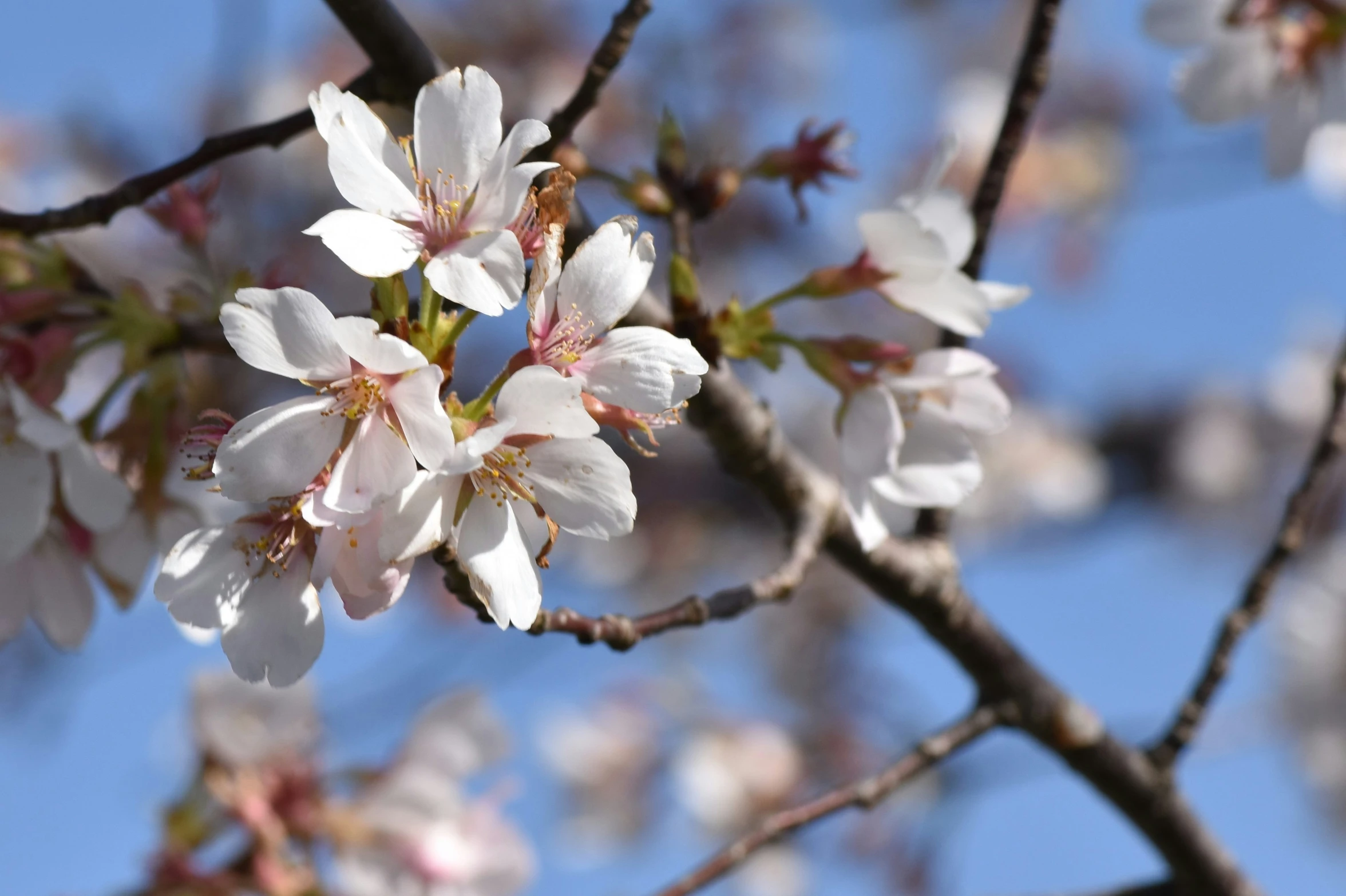 a close up of the nch of a tree with white flowers