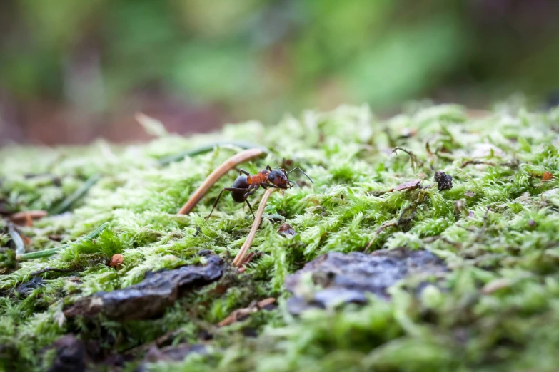 a mossy surface with tiny bugs on it