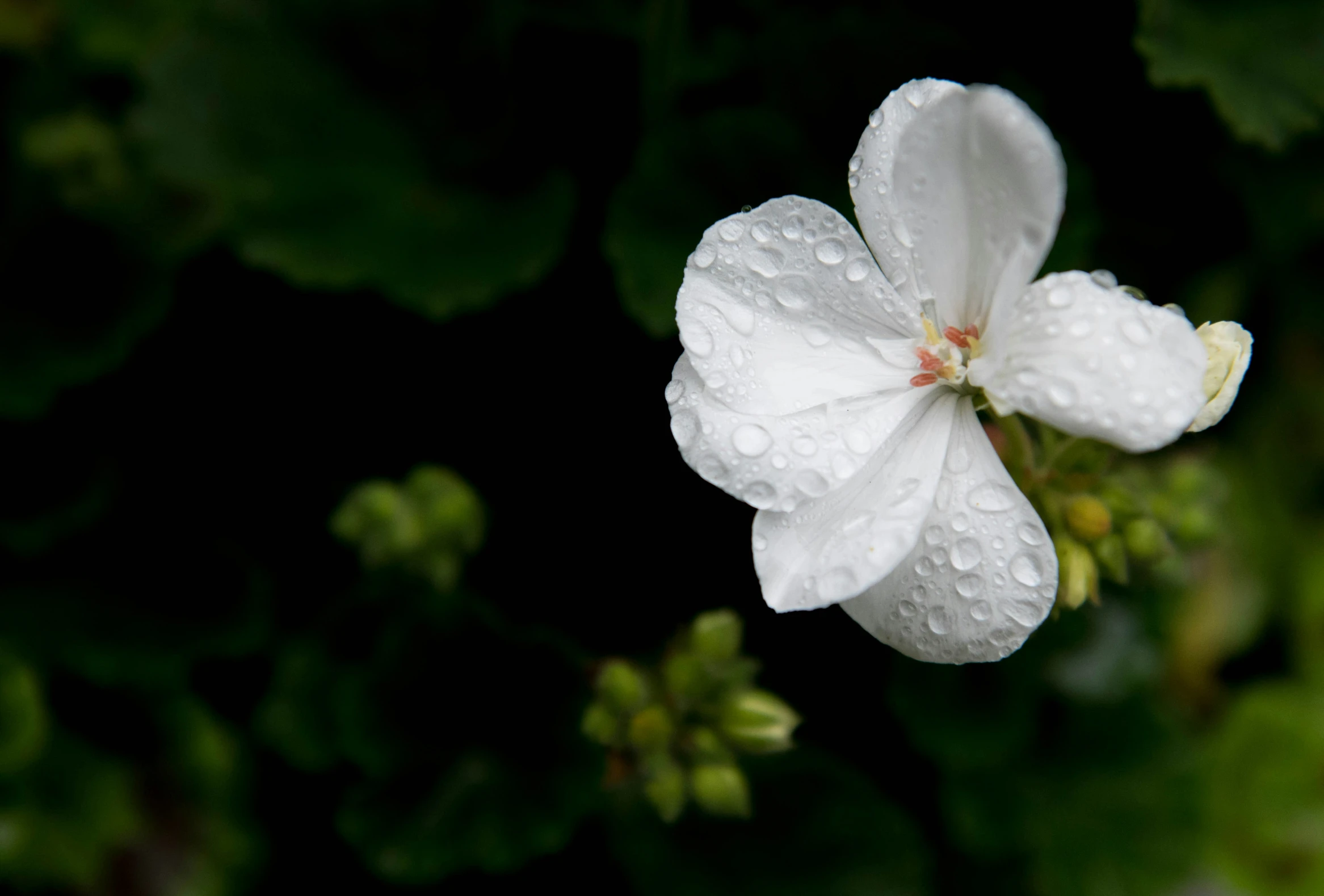 a close up of a white flower with water droplets