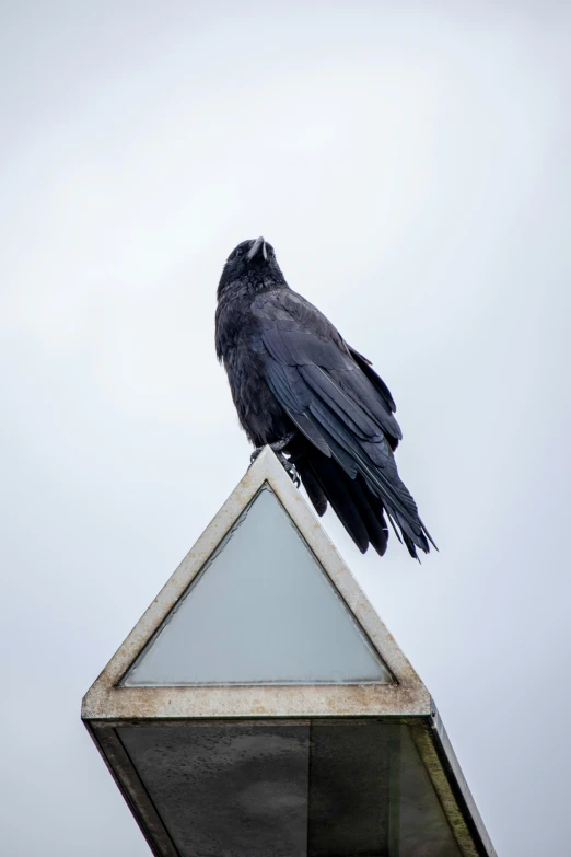 a black bird on top of a building in the sky