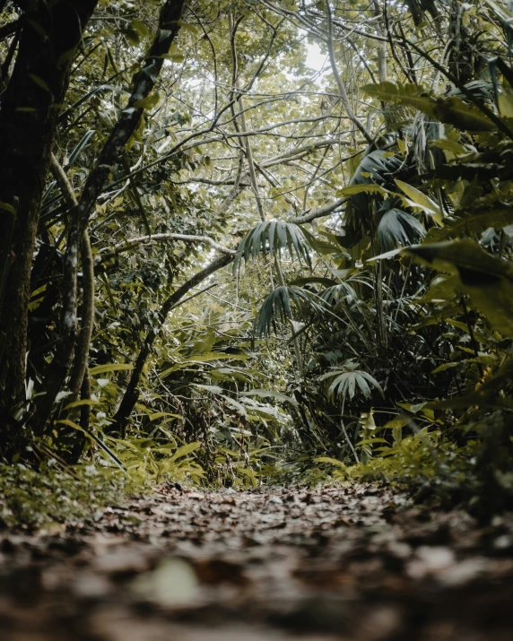 a forest filled with lots of green plants and trees