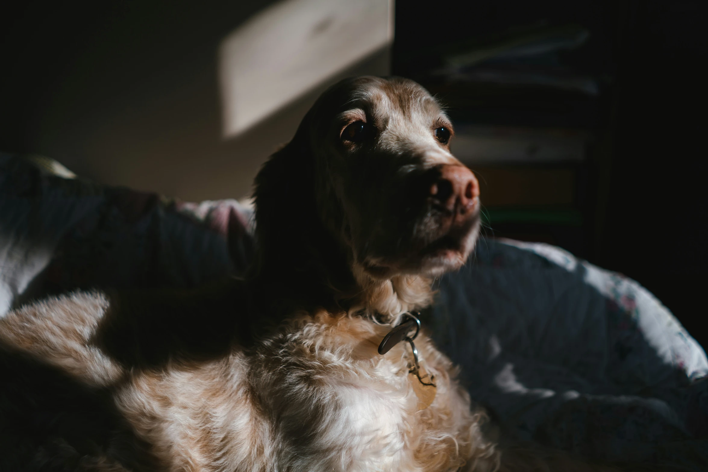 a large brown dog lying on top of a bed