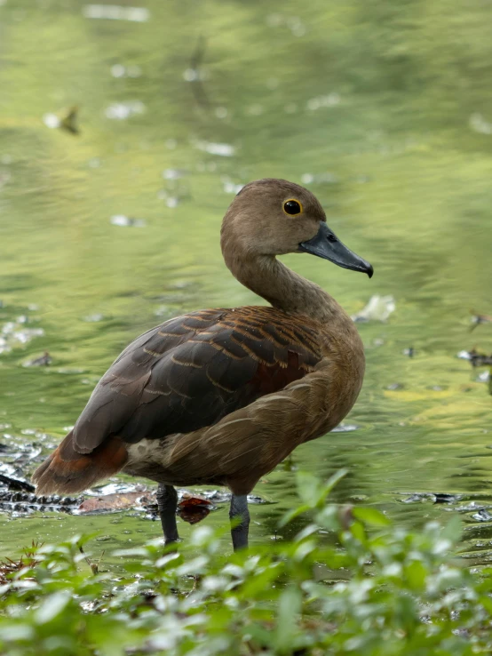 a bird with brown feathers and black wings stands in the water