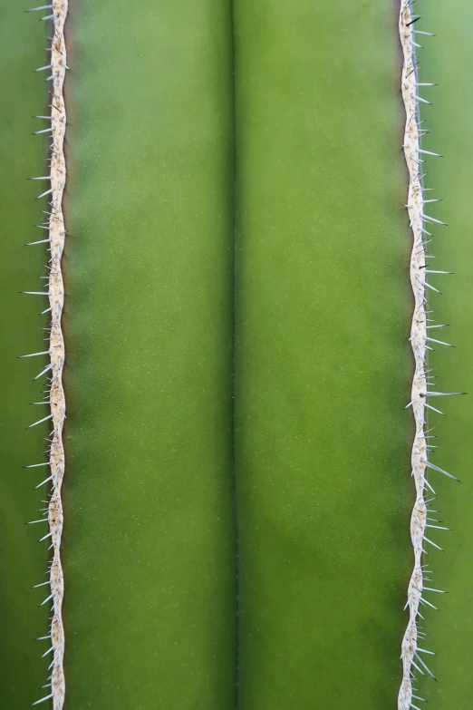 the leaves on the top of the cactus are white