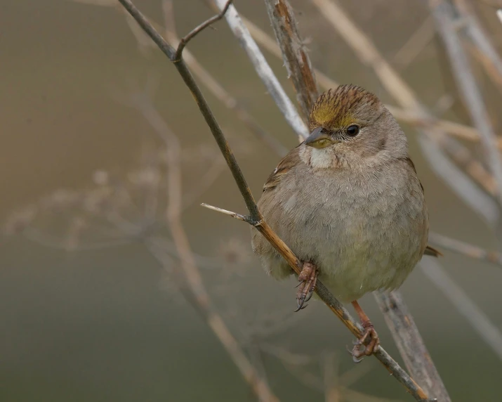 a bird sits in a tree while sitting on the nch