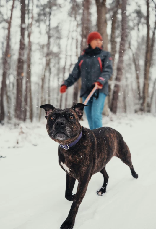 dog in snow walking on trail with person wearing warm coat