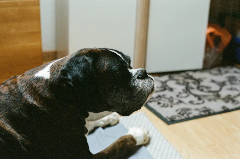 a dog sits on the floor in front of a door