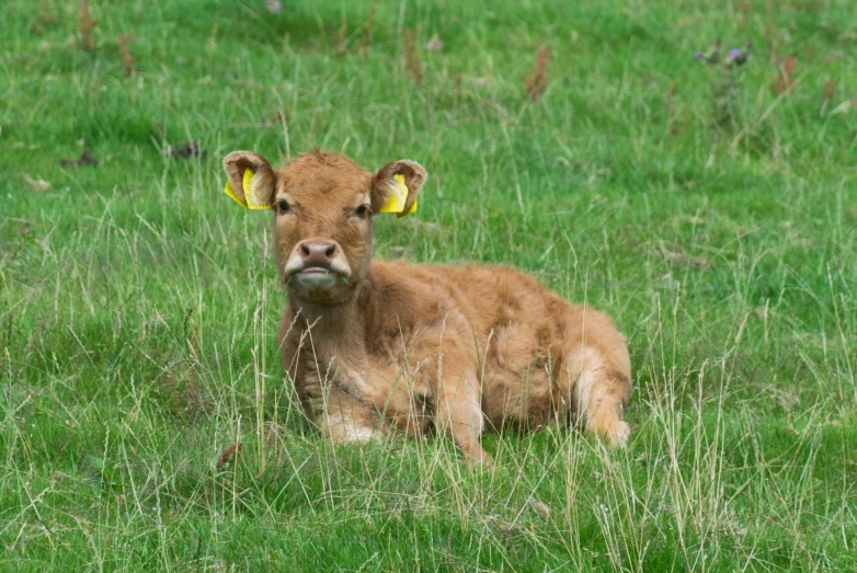 a brown baby cow is sitting in a field