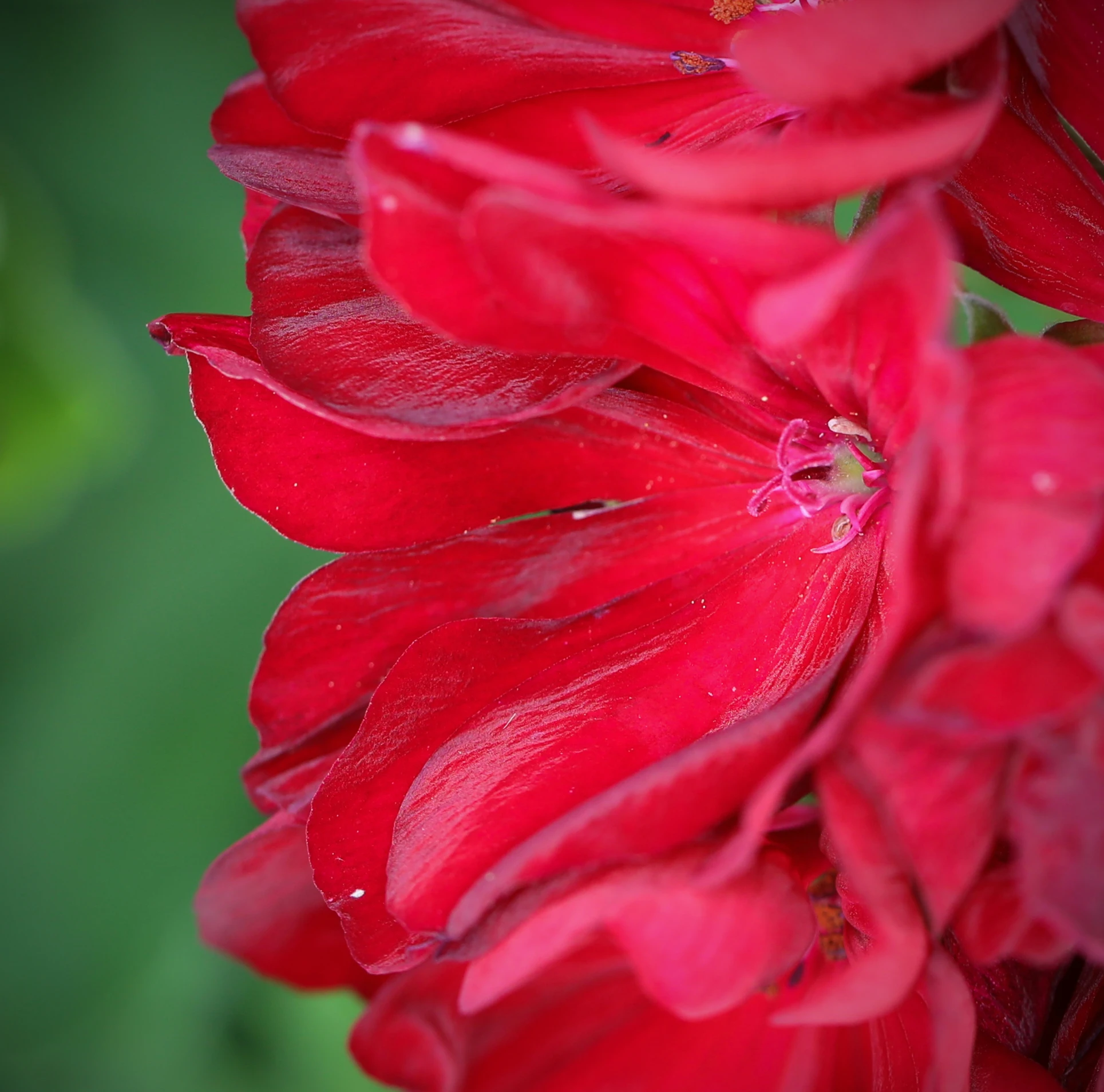 the bright red flowers are blooming from the inside