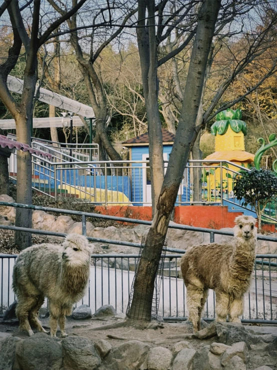 a pair of llamas standing next to each other