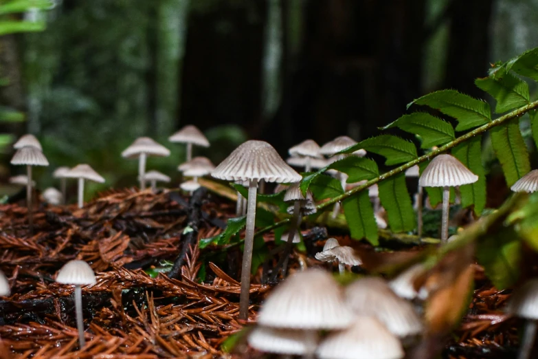 a variety of mushrooms all growing and growing in the woods