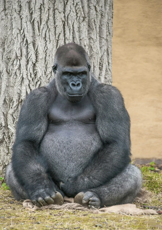 a big gorilla sitting in front of a tree