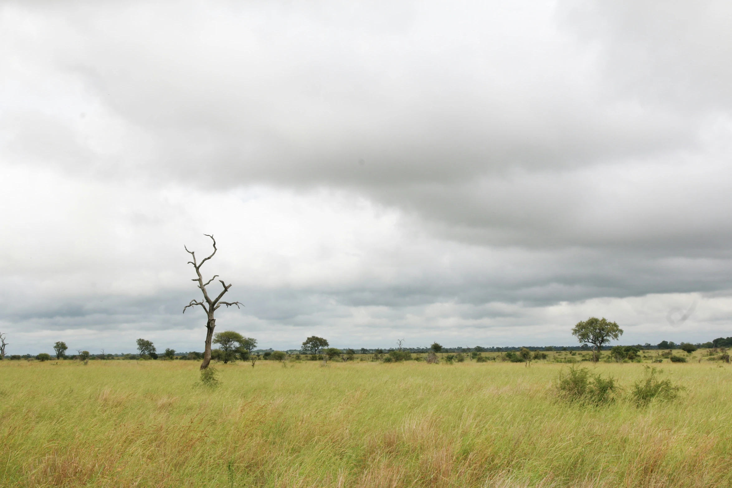 a lone tree standing out in the middle of a field