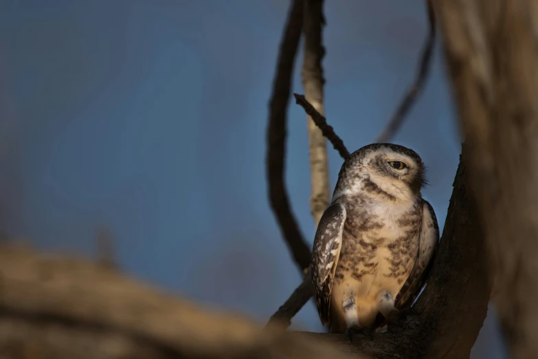 a owl perched on top of a tree nch