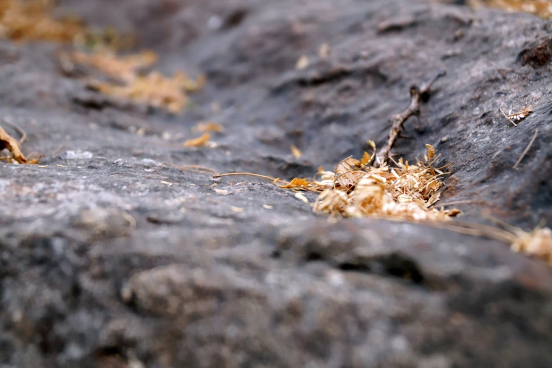 the yellow flowers are sprouting on the rock