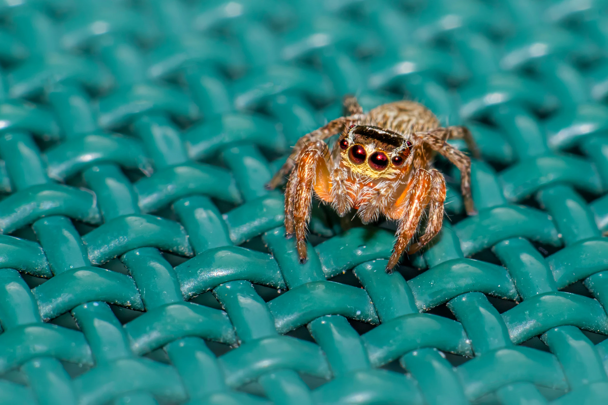 a spider with long legs is sitting on some green wire