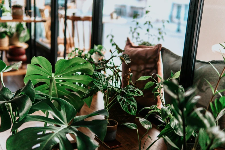 several green plants on a wooden table with a mirror in the background