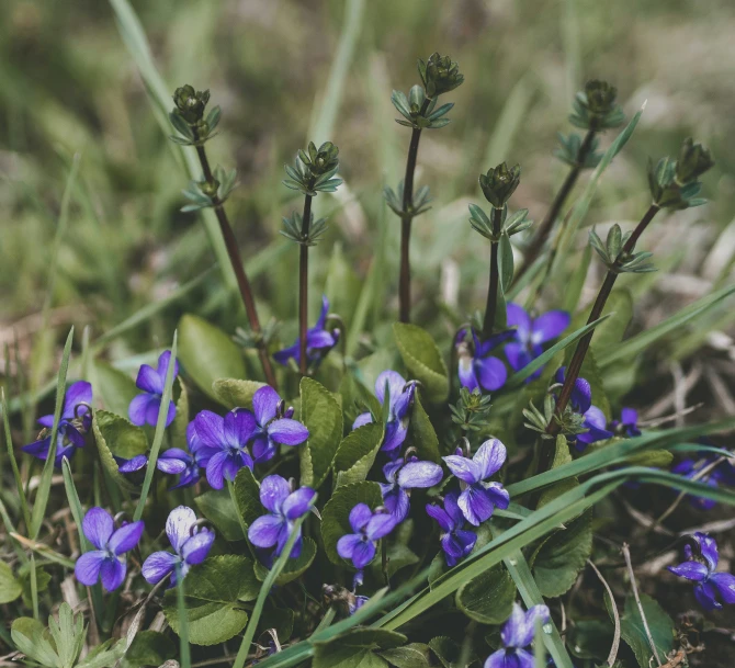 some blue flowers are growing in the grass