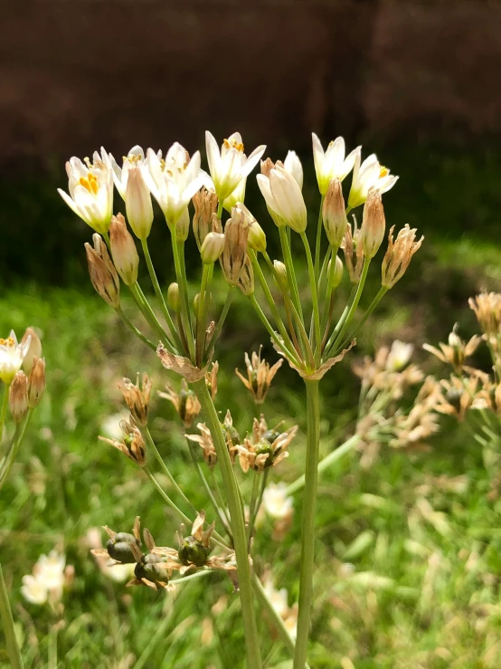 the small flowers are blooming in the open field