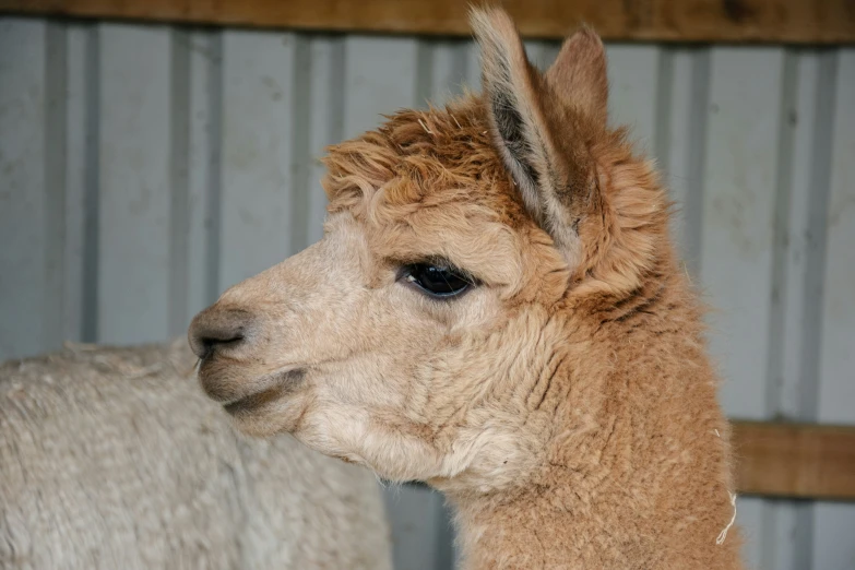 a brown and white alpaca in an enclosure