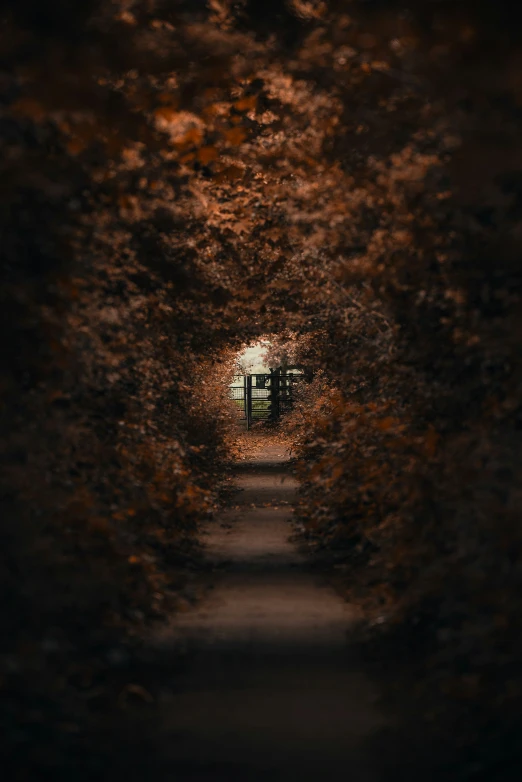 an exit way to a house through some trees