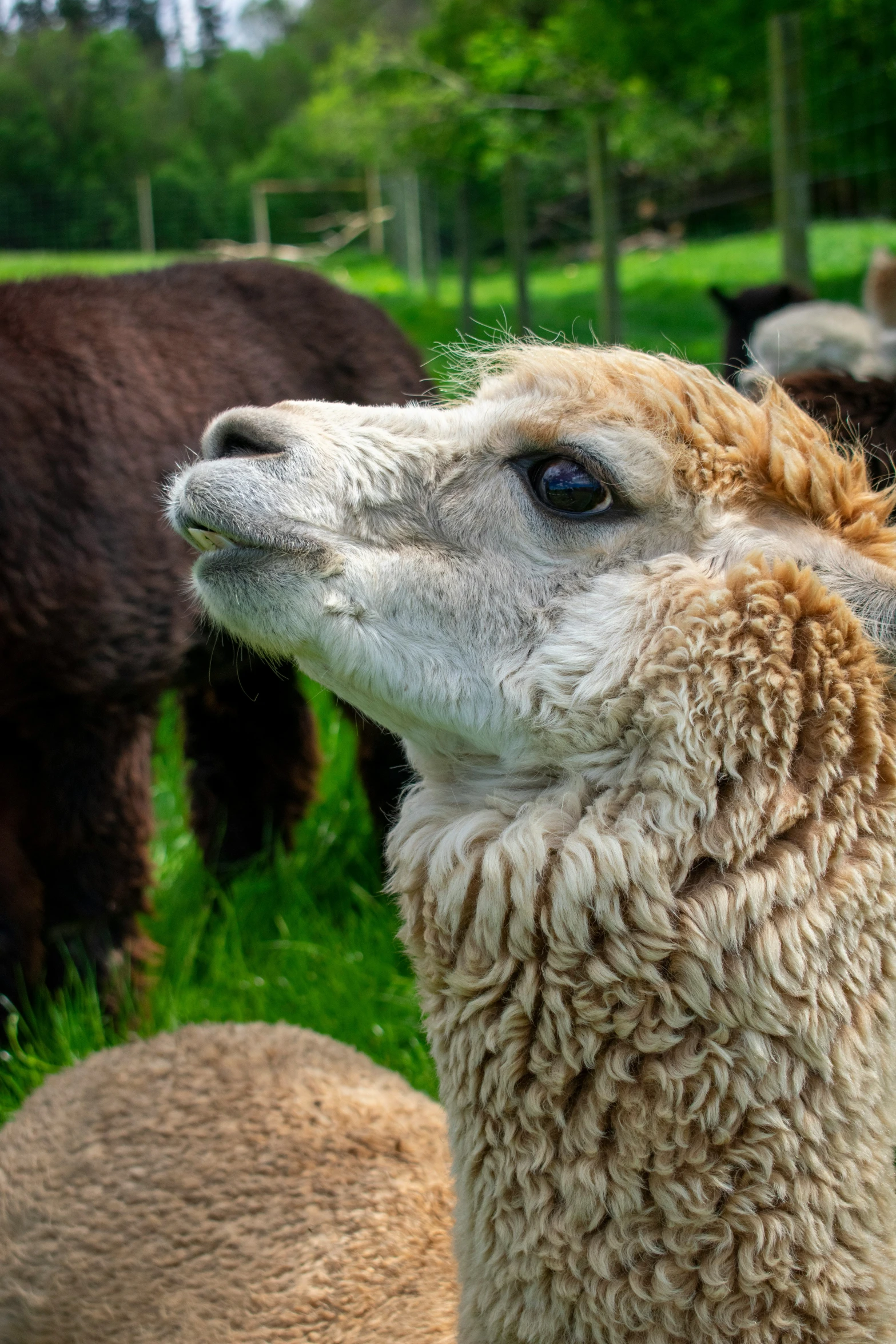 a close up of a llama with another alpacan in the background