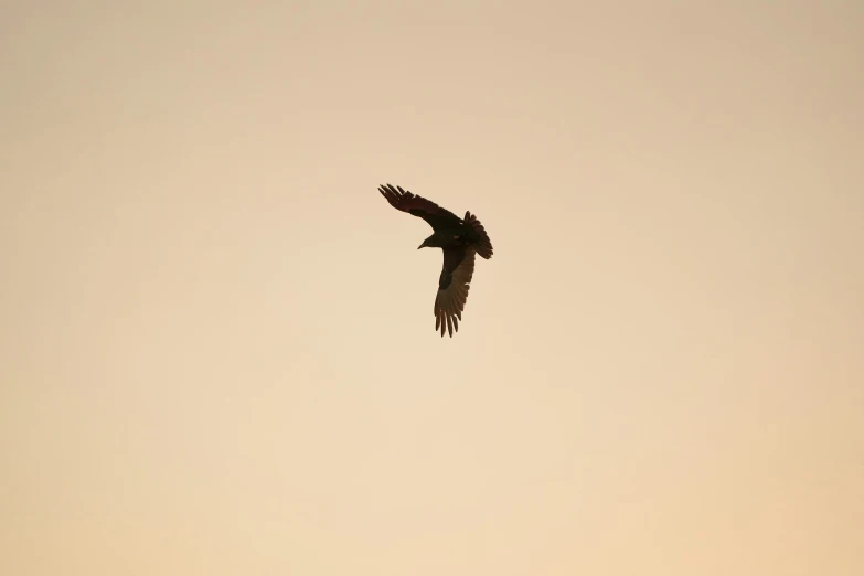 a large bird in flight against a tan sky