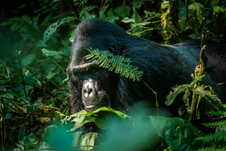 a close up of a gorilla in the middle of a jungle