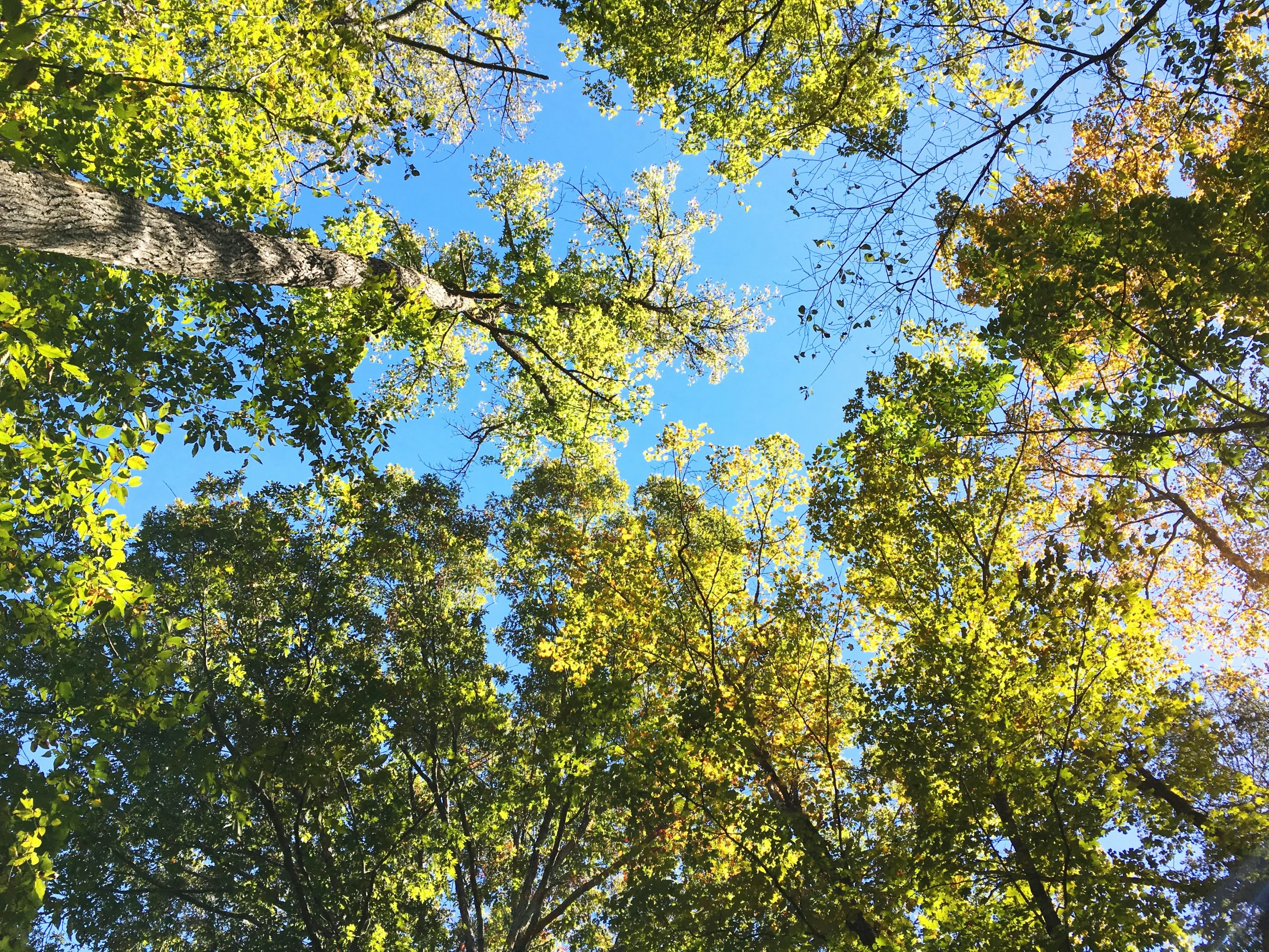 leaves are in the air against a bright blue sky