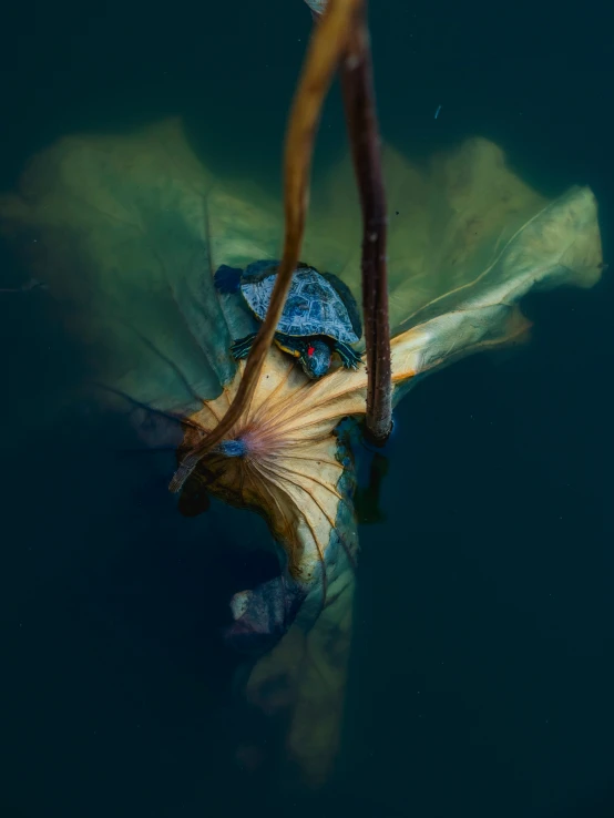 an underwater view of a tree nch in water