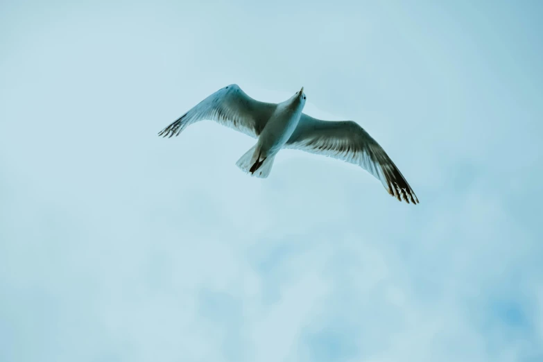 a seagull flying in the sky high up in the air