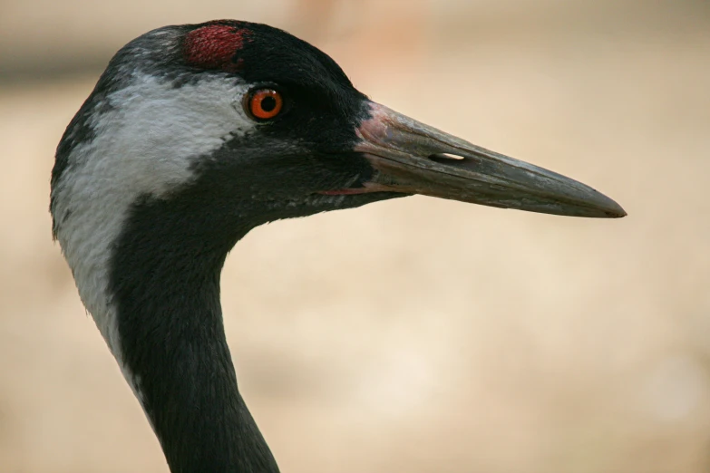 an odd looking bird with very large red head