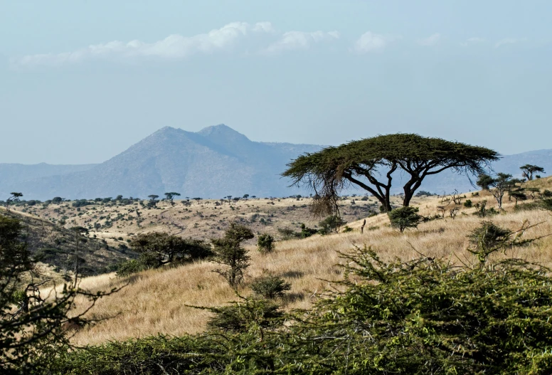 two giraffes graze in the tall grasses