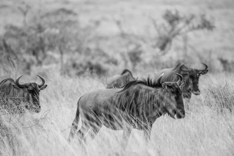 two bulls are running through the grass together