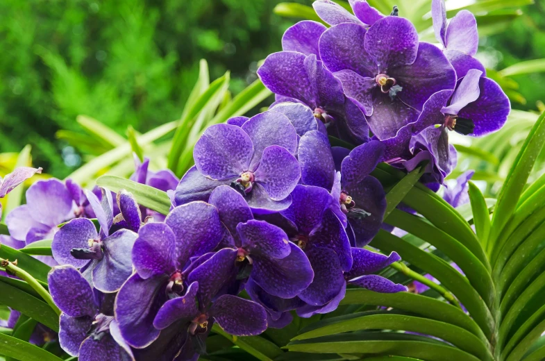 purple flowers and green leaves in a forest