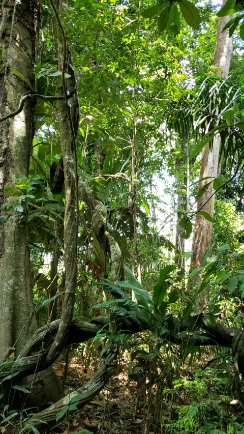 the large trees in the woods have huge leaves