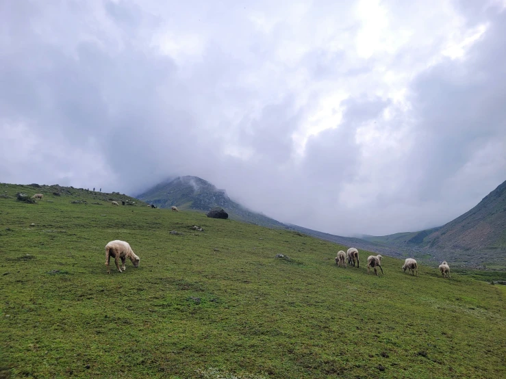 sheep are grazing in the open green hills