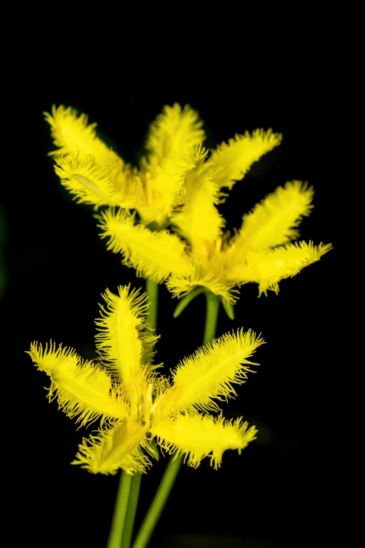 some yellow plants are in a vase