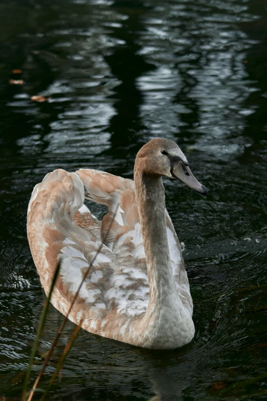 a swan is swimming through the water