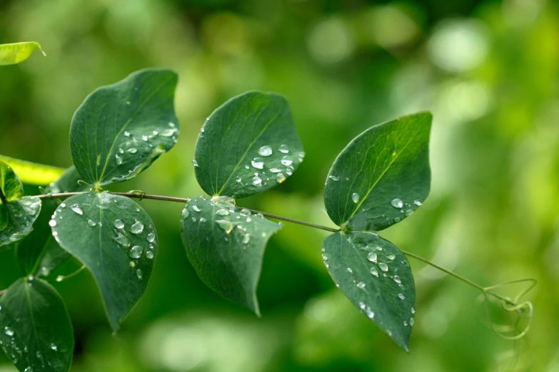 a green leaf covered in water droplets sitting on top of a tree