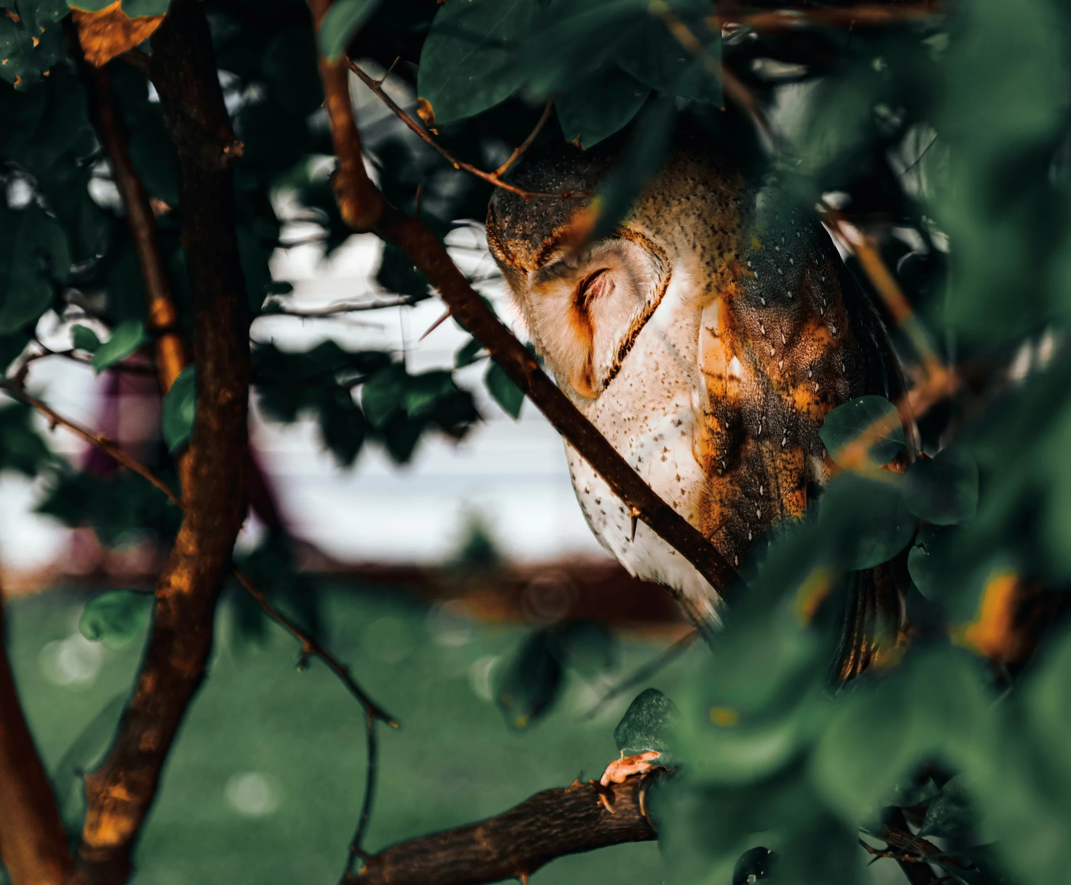 a owl sitting on a tree nch sleeping