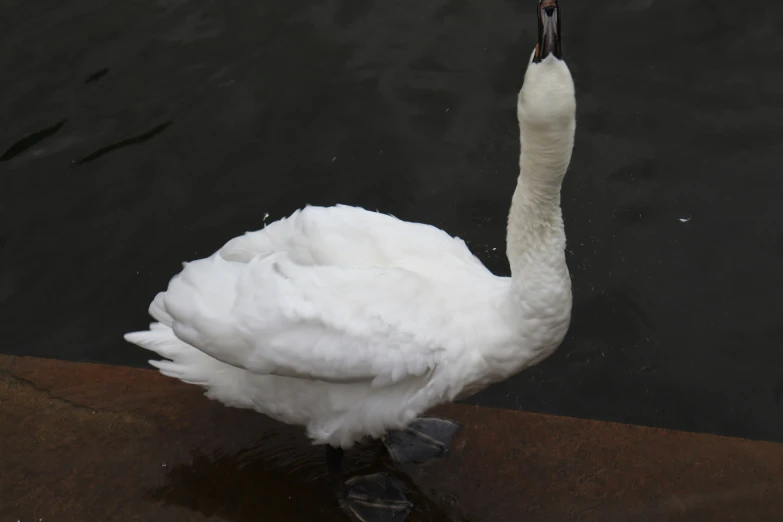 a white swan with black feet and head next to water