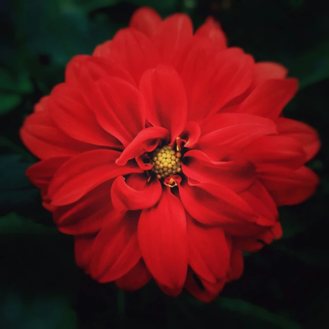 there is a red flower in the middle of the image