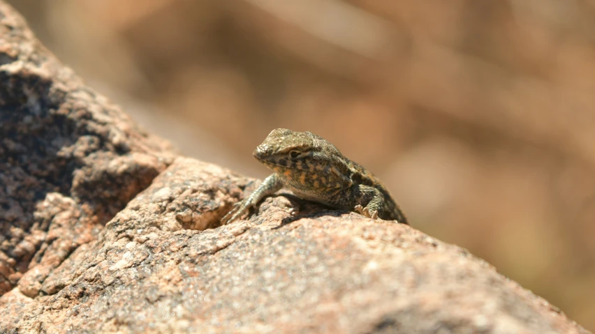 a frog is sitting on a rock outside